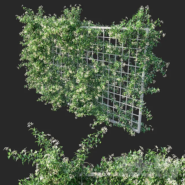 Trachelospermum Star Of Toscane _Star Jasmine 02 3ds Max