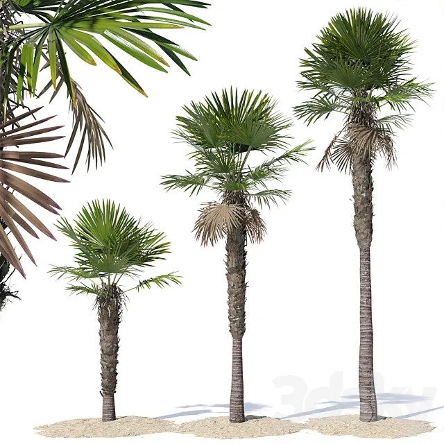 Trachycarpus fortunei palm tree 3DS Max Model