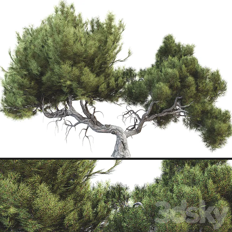 Tree 007 3DS Max Model