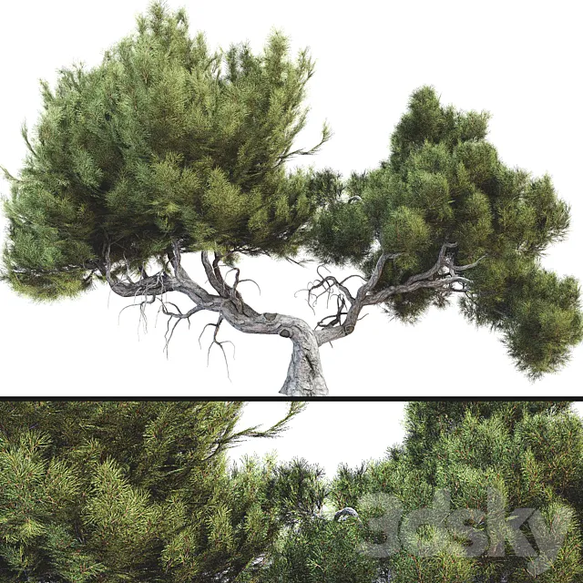 Tree 007 3dsMax Model