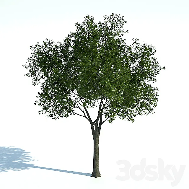 Tree 01 3DS Max Model