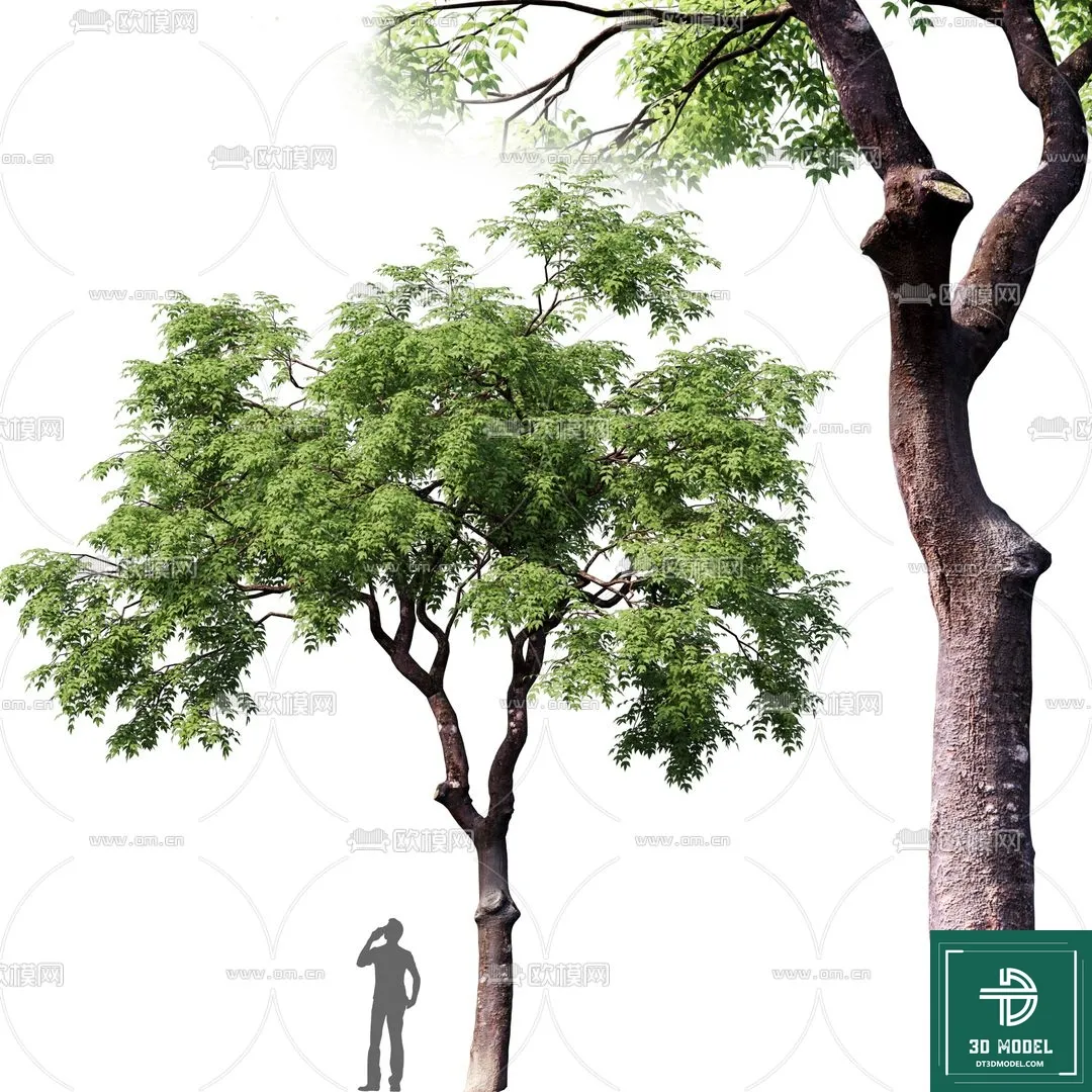 Tree 3D Models – Exterior and Architecture 3DS Max – 008