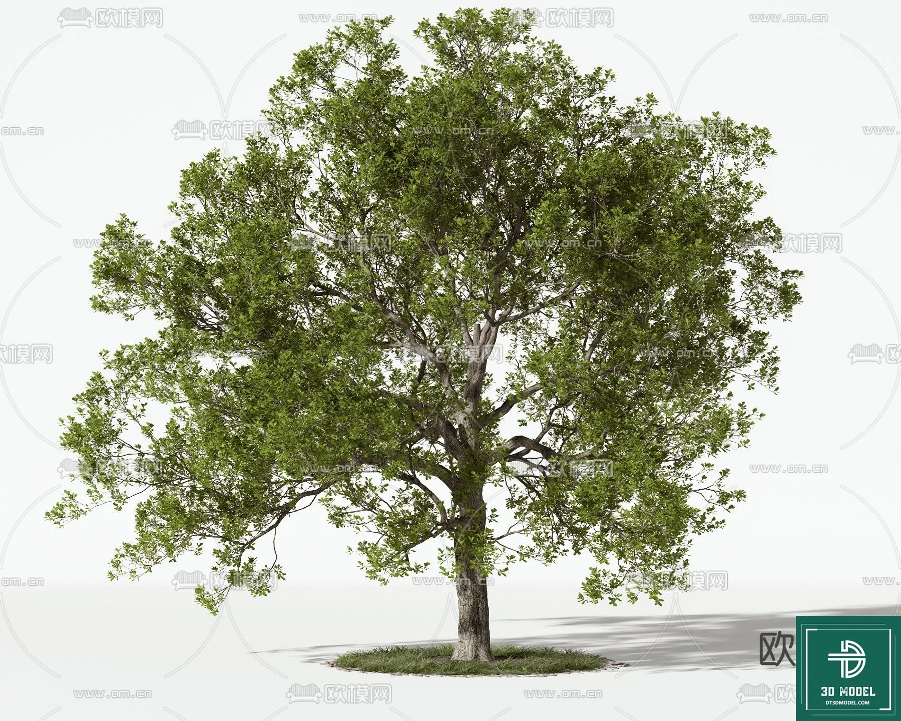 Tree 3D Models – Exterior and Architecture 3DS Max – 013