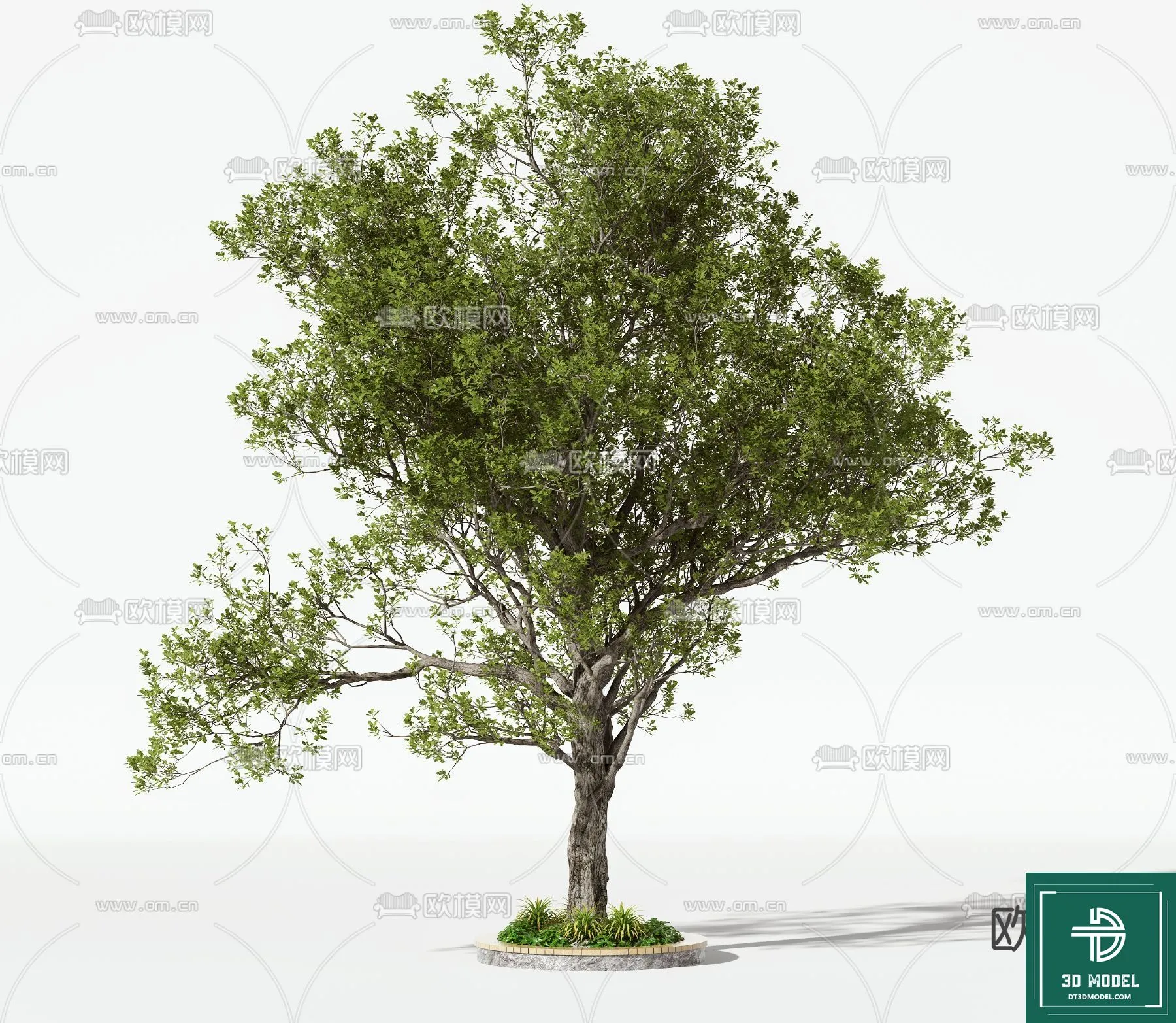 Tree 3D Models – Exterior and Architecture 3DS Max – 016