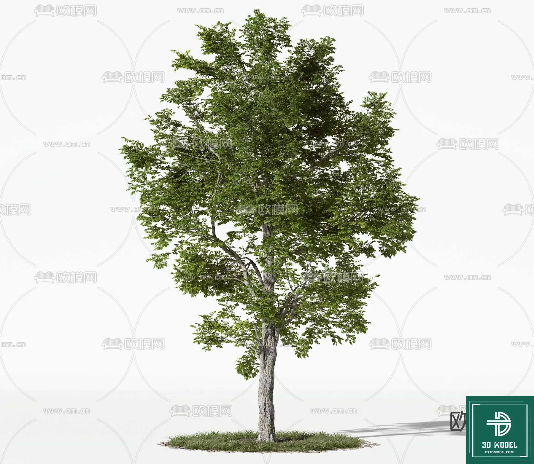 Tree 3D Models – Exterior and Architecture 3DS Max – 022