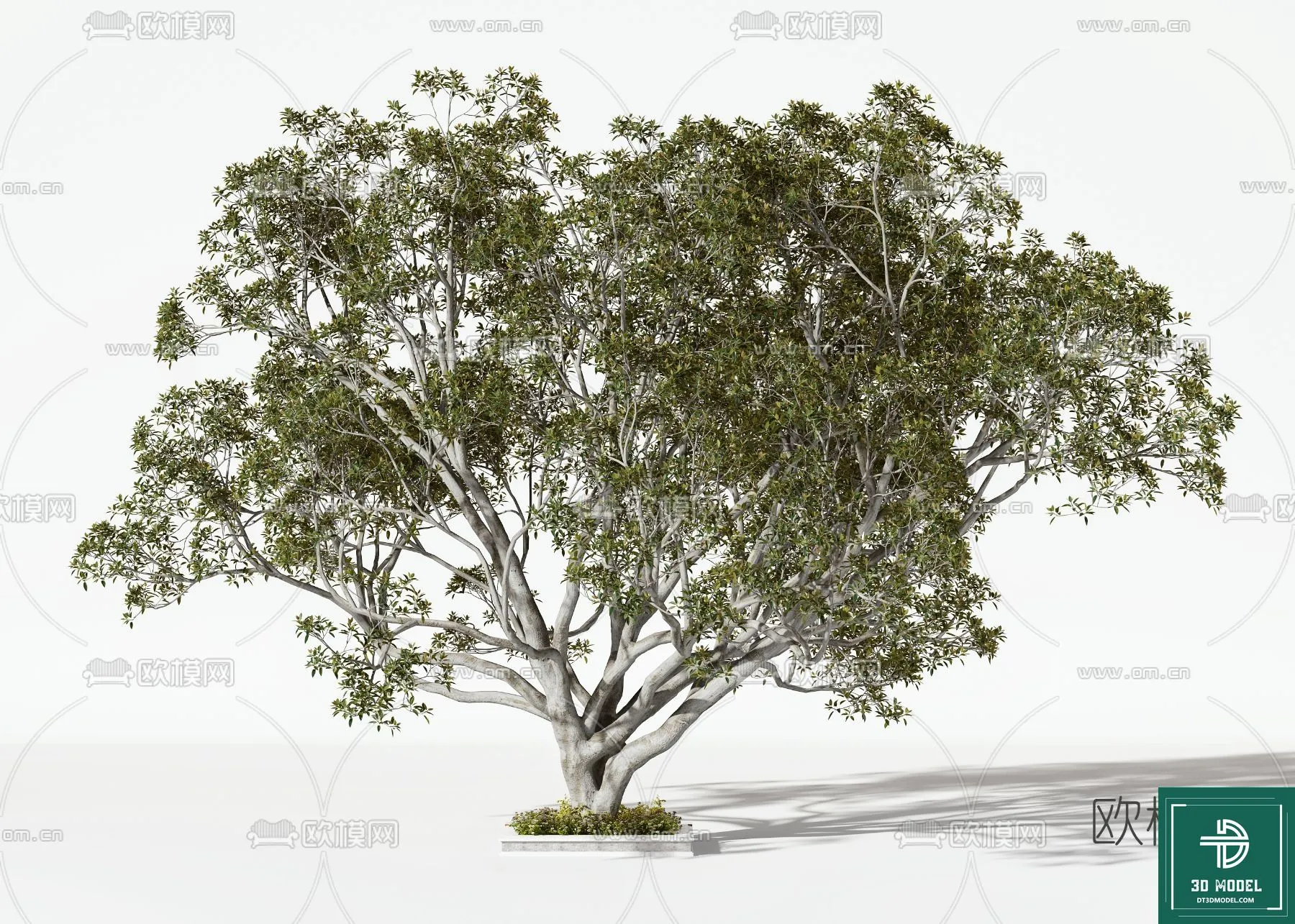 Tree 3D Models – Exterior and Architecture 3DS Max – 031