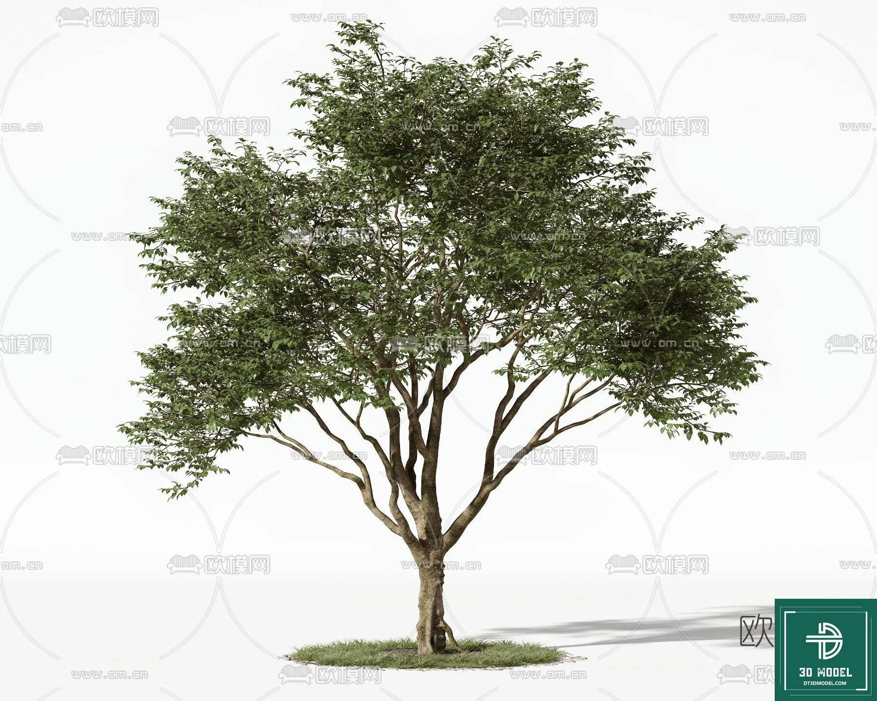 Tree 3D Models – Exterior and Architecture 3DS Max – 033