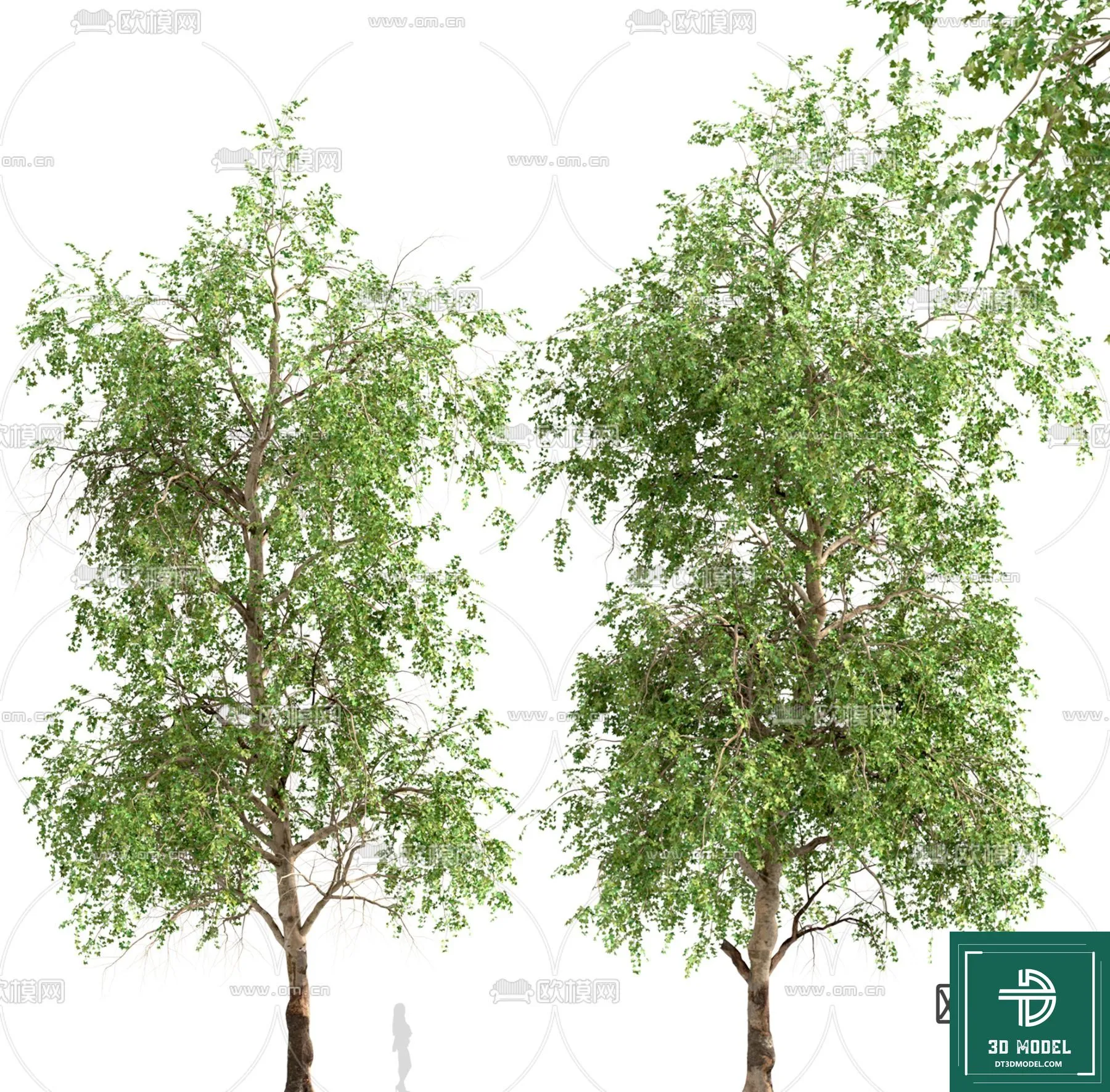 Tree 3D Models – Exterior and Architecture 3DS Max – 035