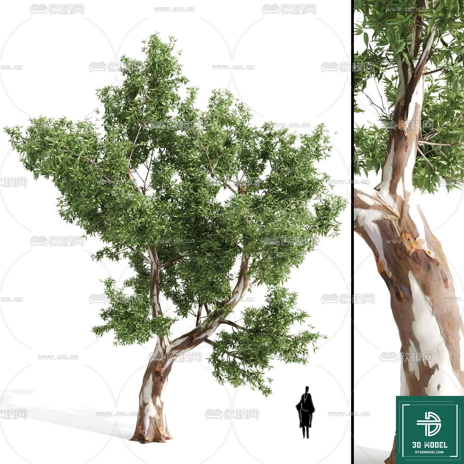 Tree 3D Models – Exterior and Architecture 3DS Max – 037