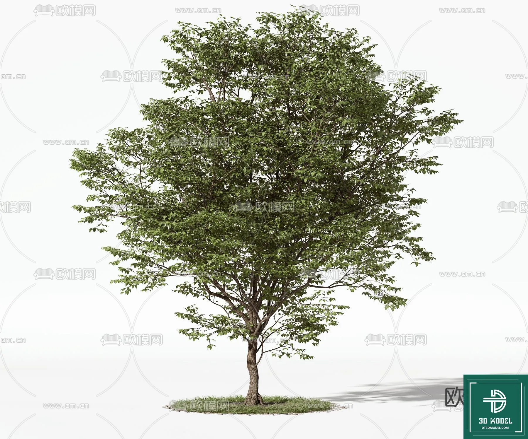 Tree 3D Models – Exterior and Architecture 3DS Max – 040