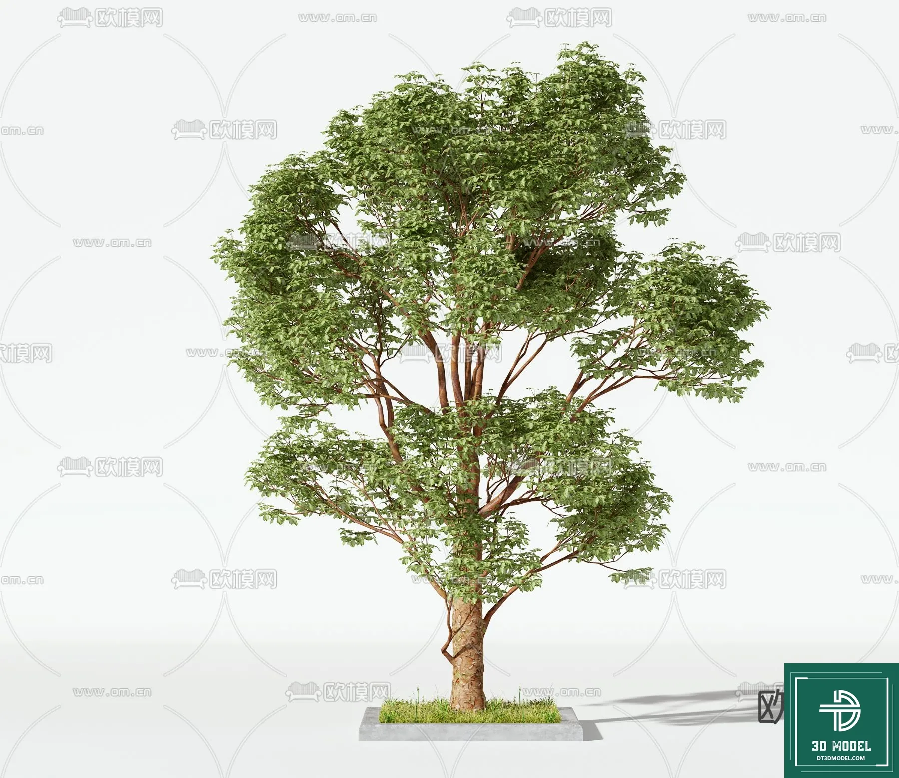 Tree 3D Models – Exterior and Architecture 3DS Max – 043