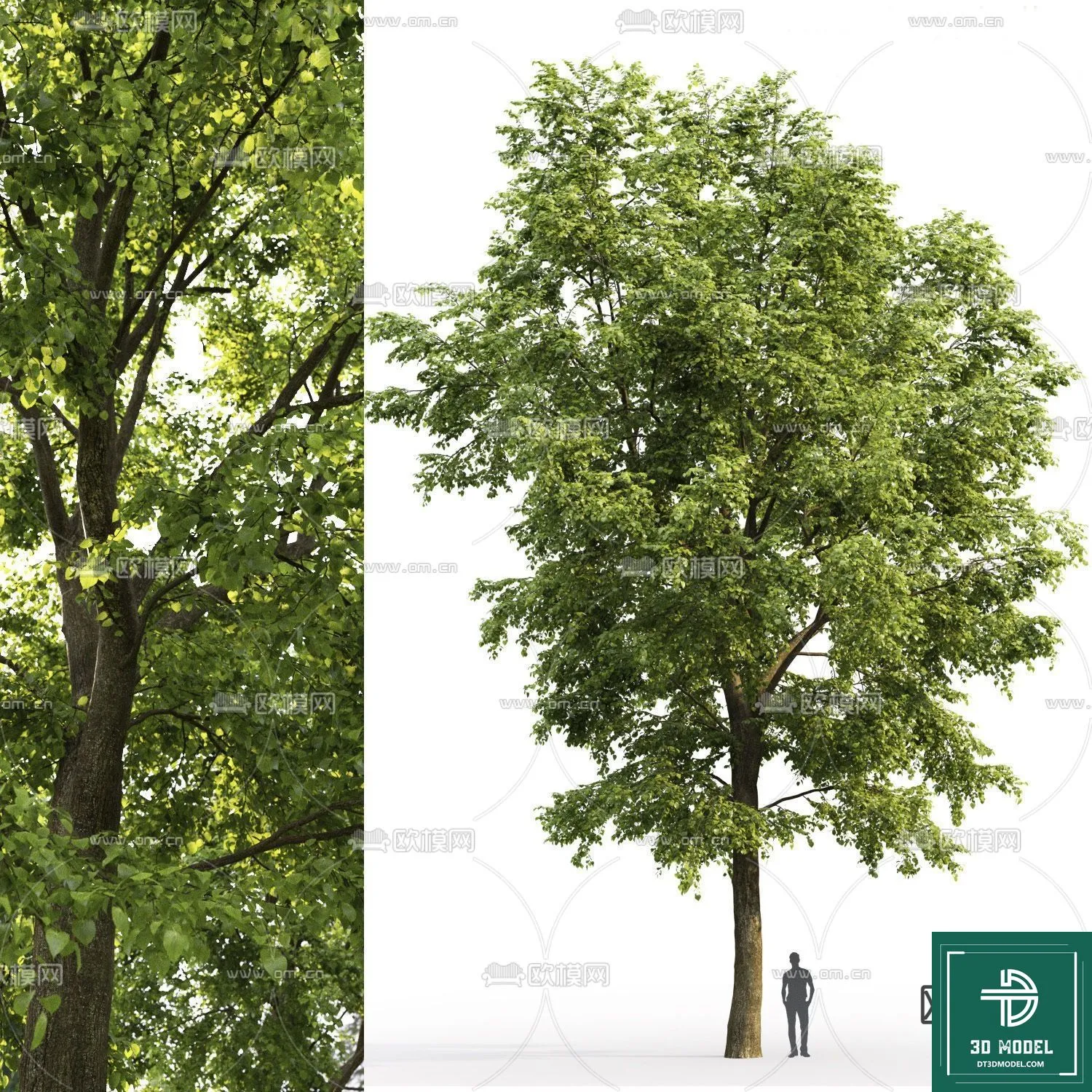 Tree 3D Models – Exterior and Architecture 3DS Max – 045