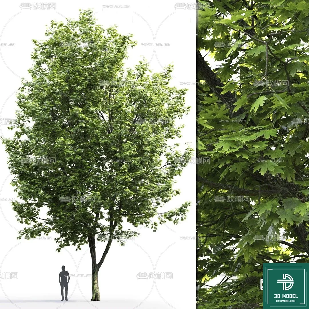 Tree 3D Models – Exterior and Architecture 3DS Max – 046