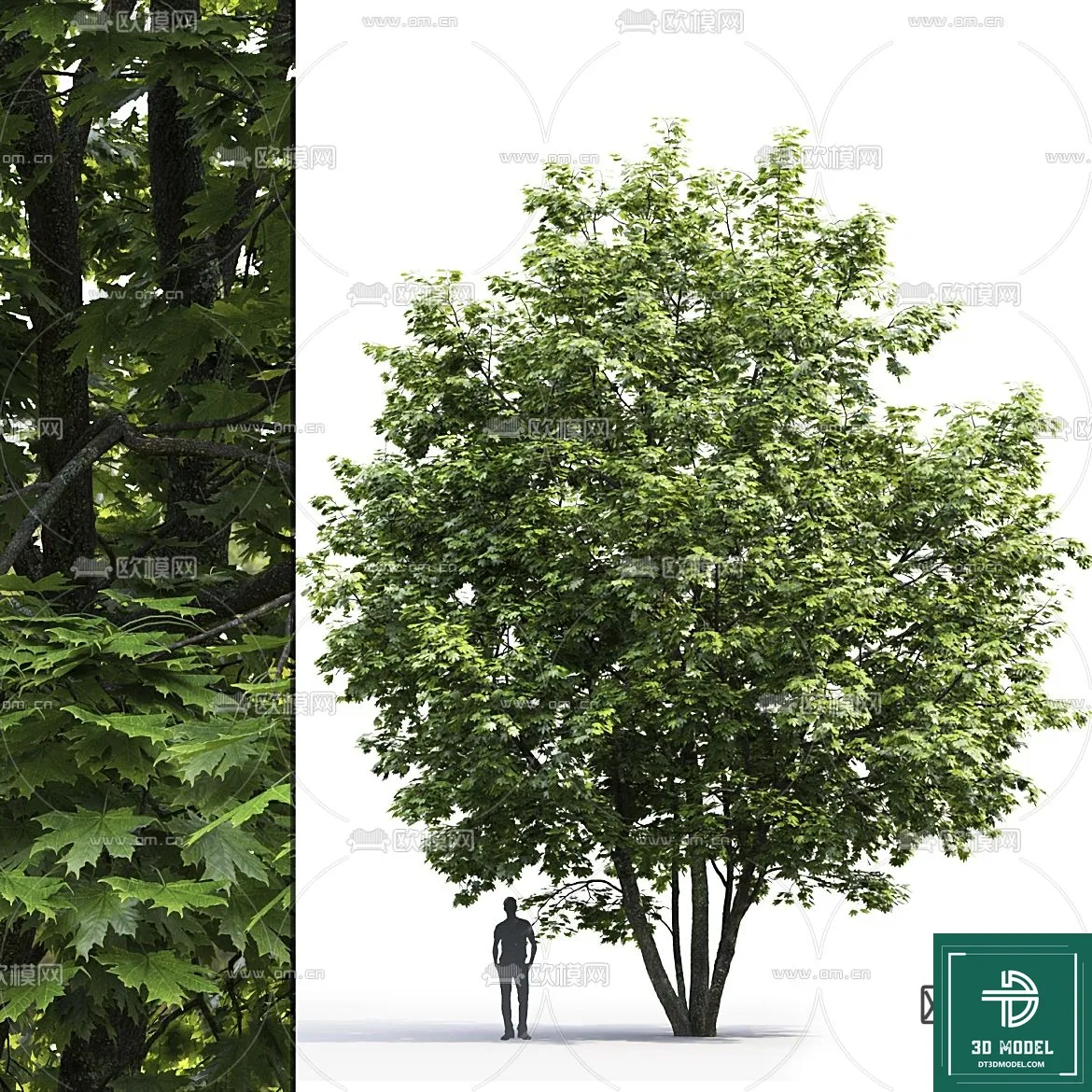 Tree 3D Models – Exterior and Architecture 3DS Max – 047