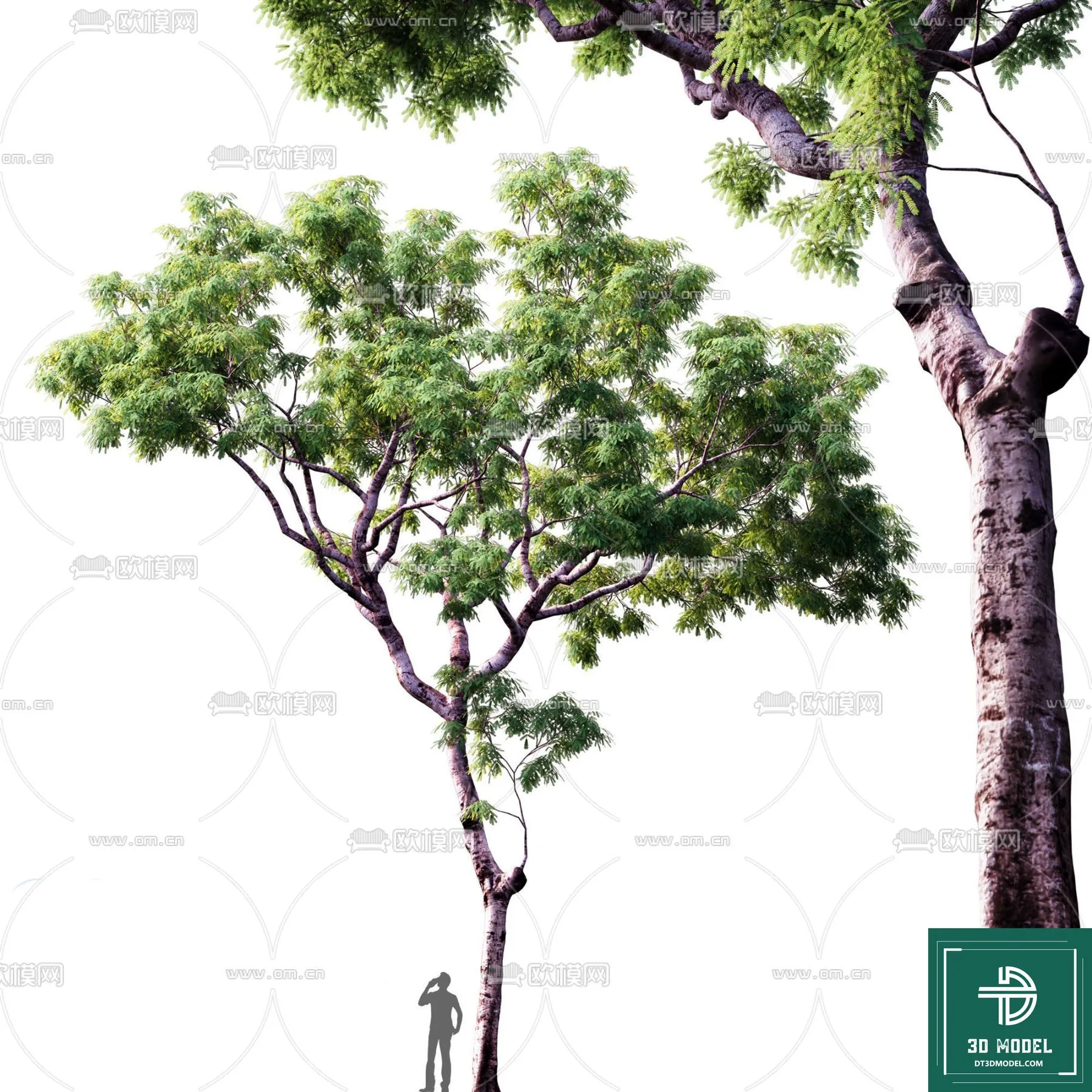 Tree 3D Models – Exterior and Architecture 3DS Max – 048