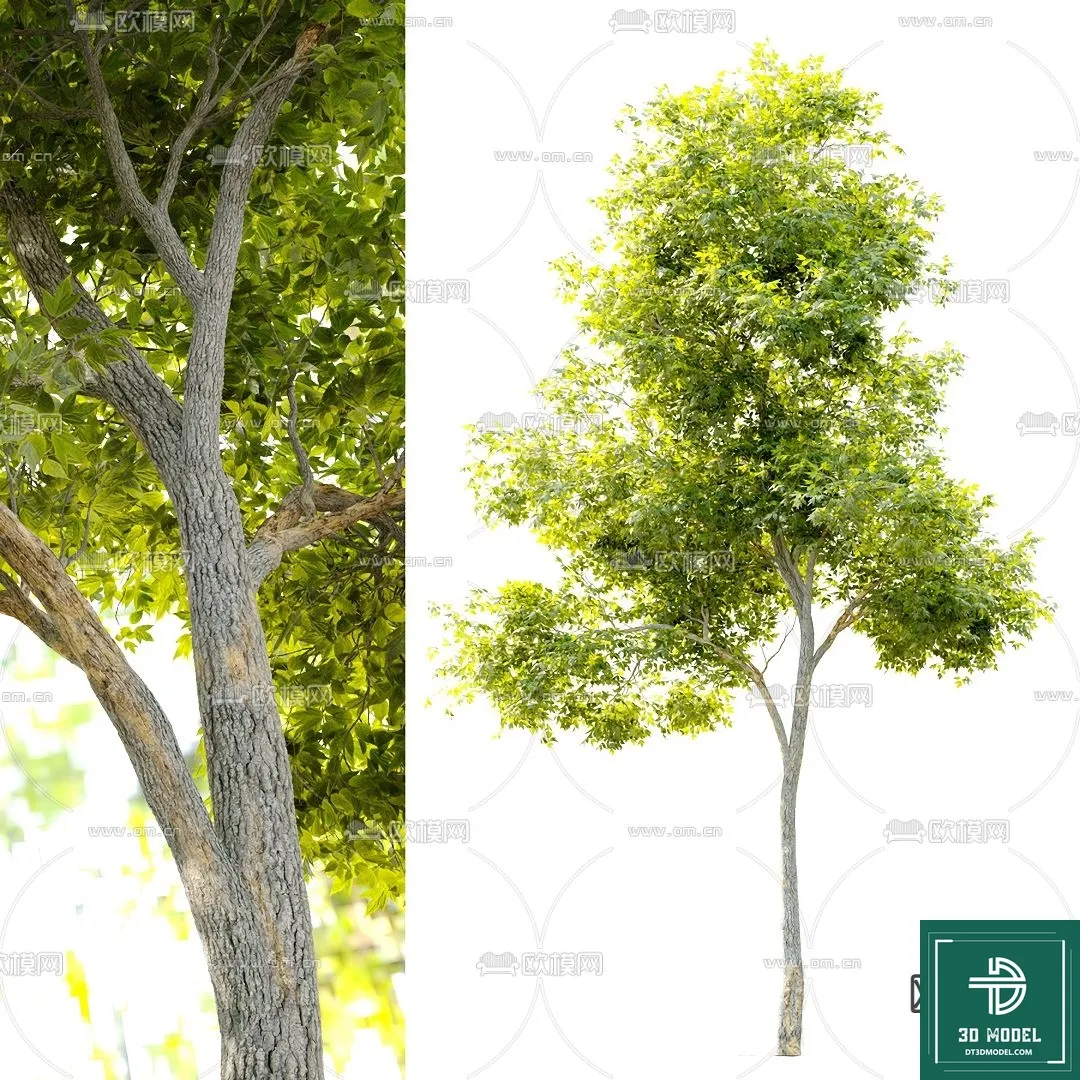 Tree 3D Models – Exterior and Architecture 3DS Max – 050