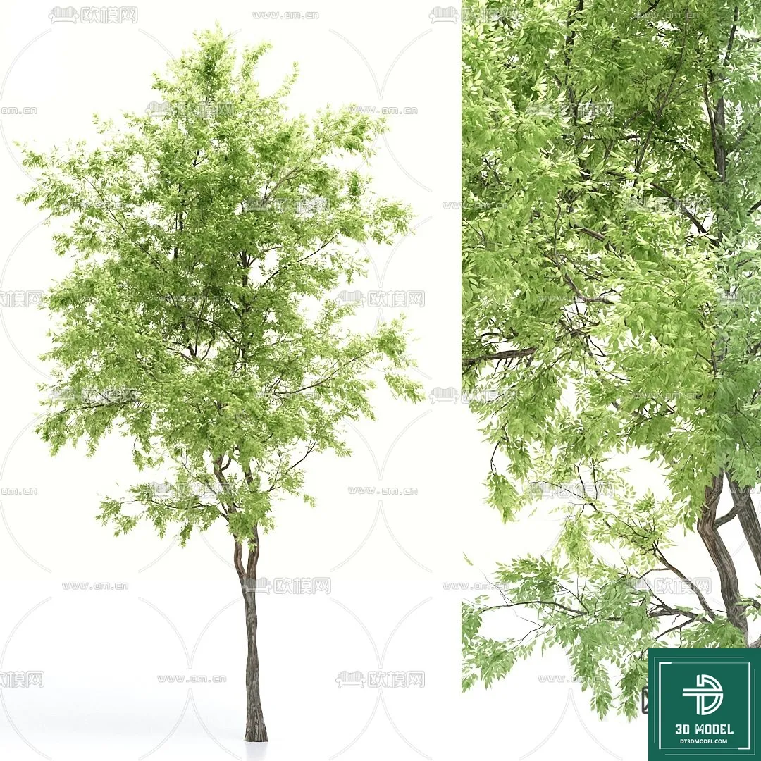 Tree 3D Models – Exterior and Architecture 3DS Max – 051