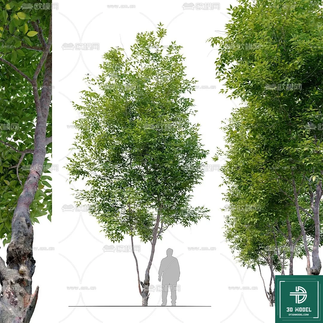 Tree 3D Models – Exterior and Architecture 3DS Max – 052