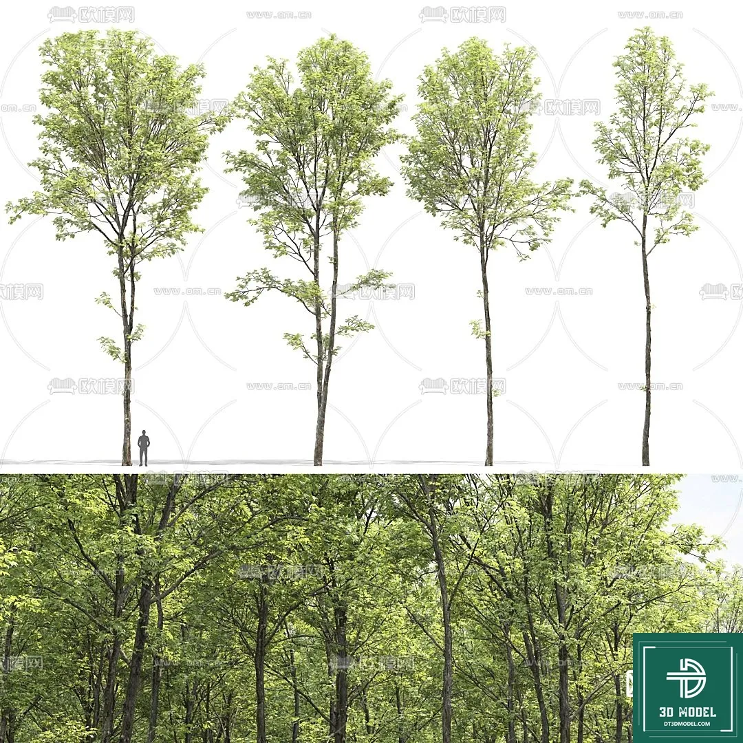 Tree 3D Models – Exterior and Architecture 3DS Max – 053