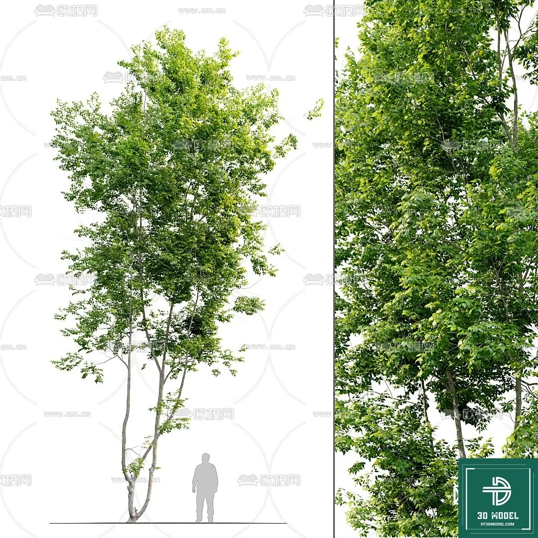 Tree 3D Models – Exterior and Architecture 3DS Max – 054