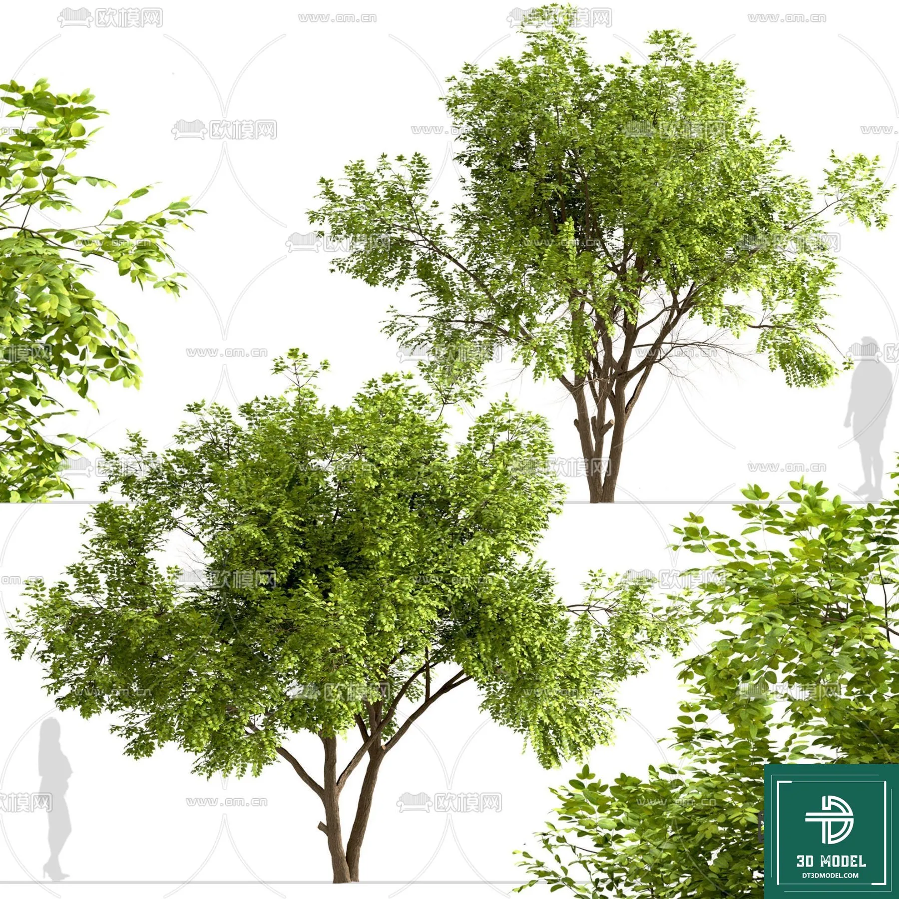 Tree 3D Models – Exterior and Architecture 3DS Max – 055