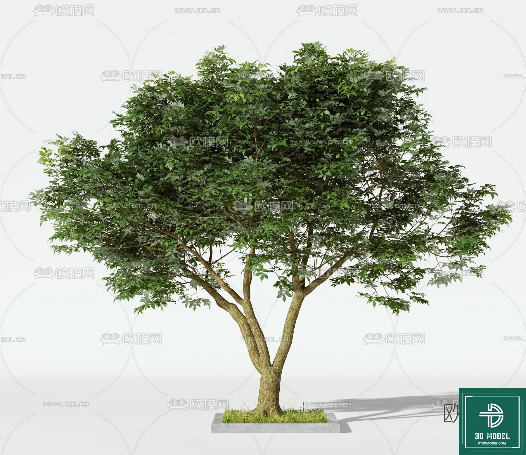 Tree 3D Models – Exterior and Architecture 3DS Max – 058