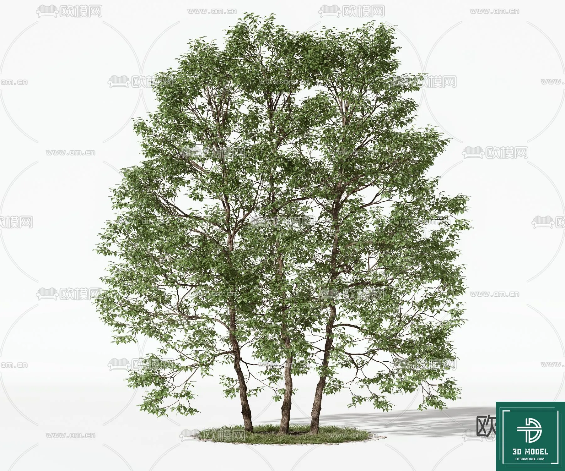 Tree 3D Models – Exterior and Architecture 3DS Max – 060