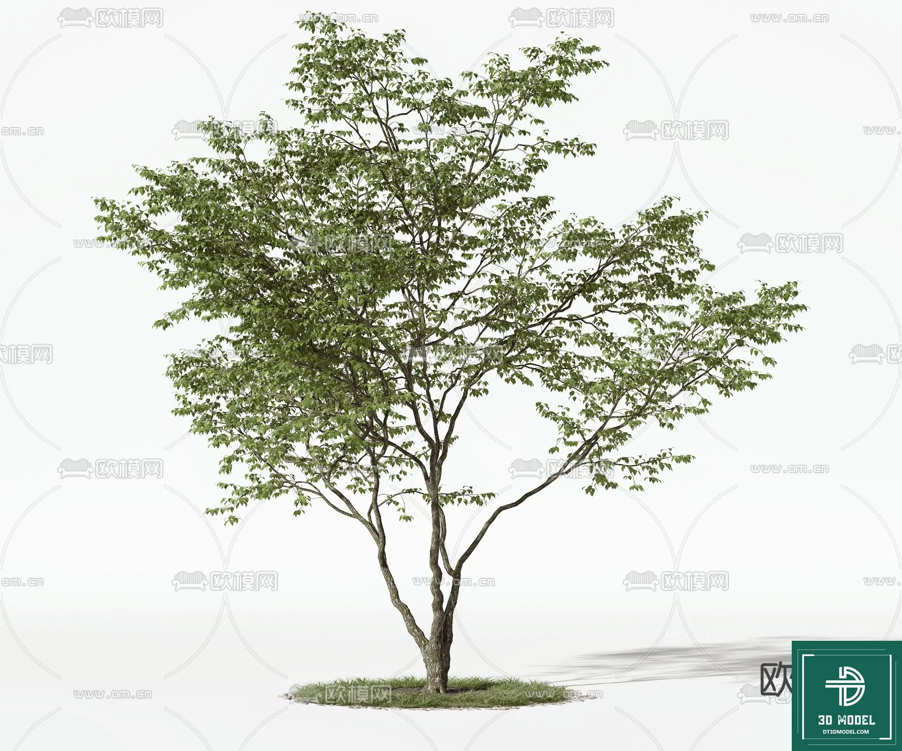 Tree 3D Models – Exterior and Architecture 3DS Max – 063