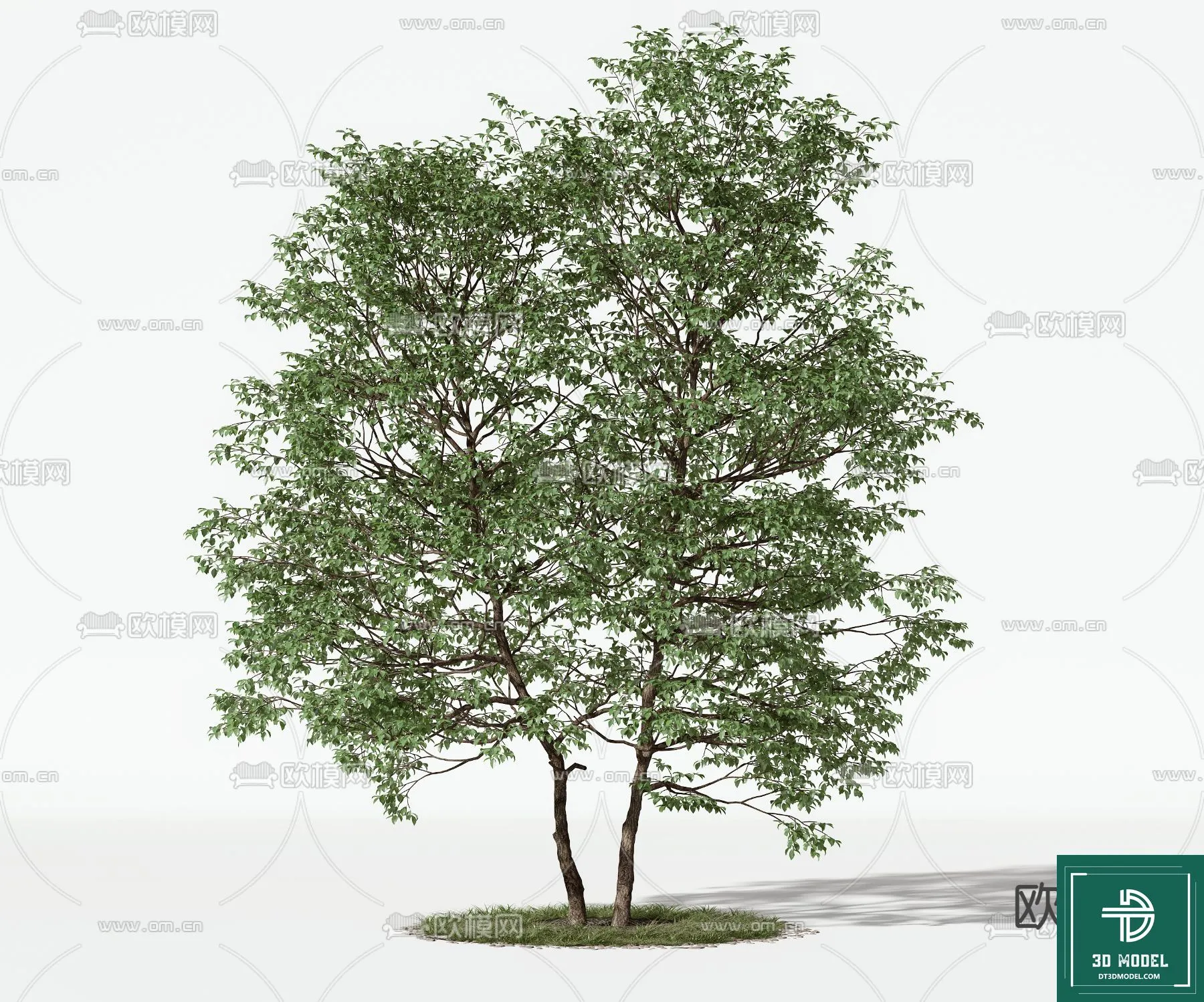 Tree 3D Models – Exterior and Architecture 3DS Max – 066