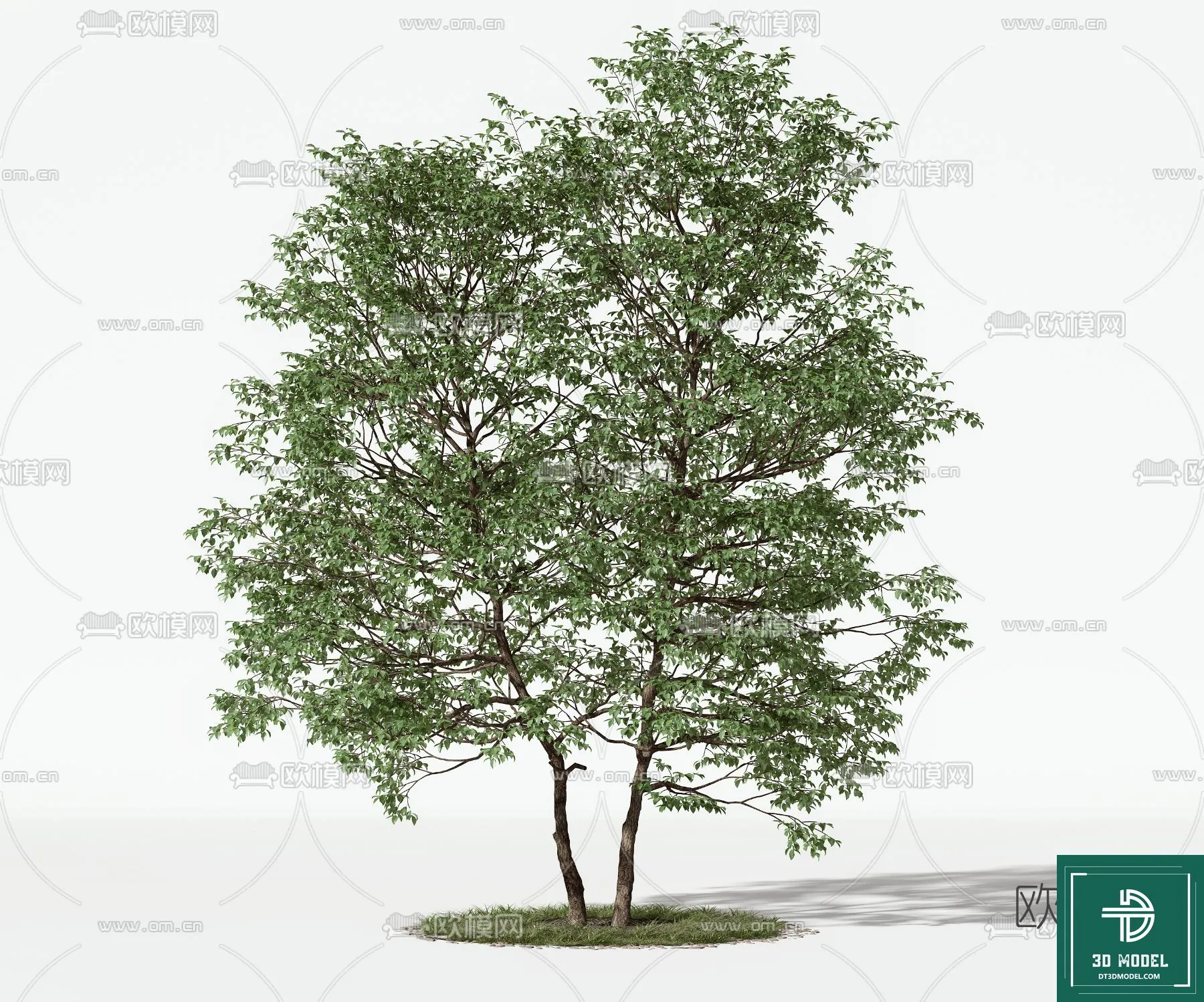 Tree 3D Models – Exterior and Architecture 3DS Max – 068