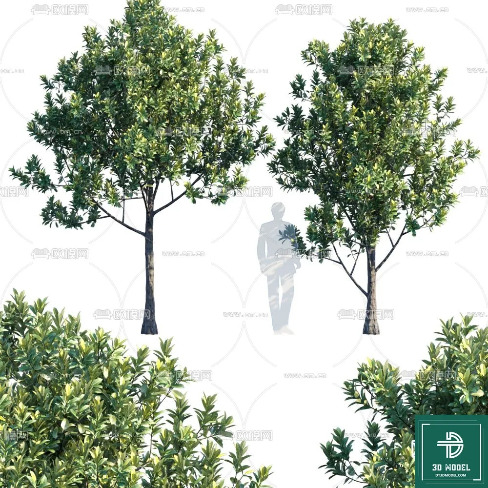 Tree 3D Models – Exterior and Architecture 3DS Max – 069