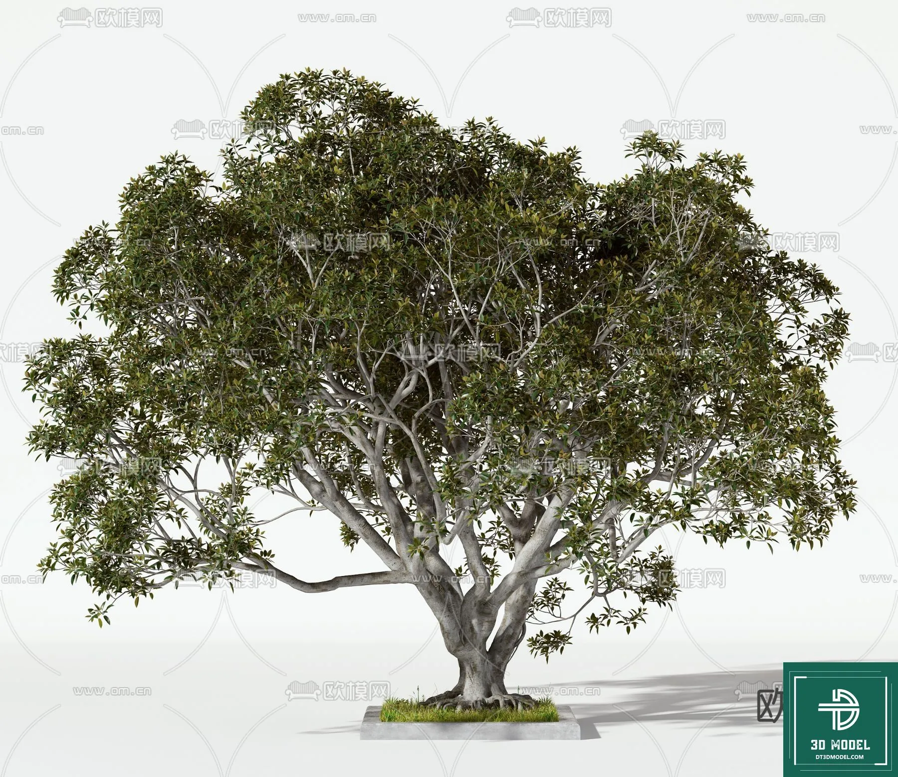 Tree 3D Models – Exterior and Architecture 3DS Max – 083