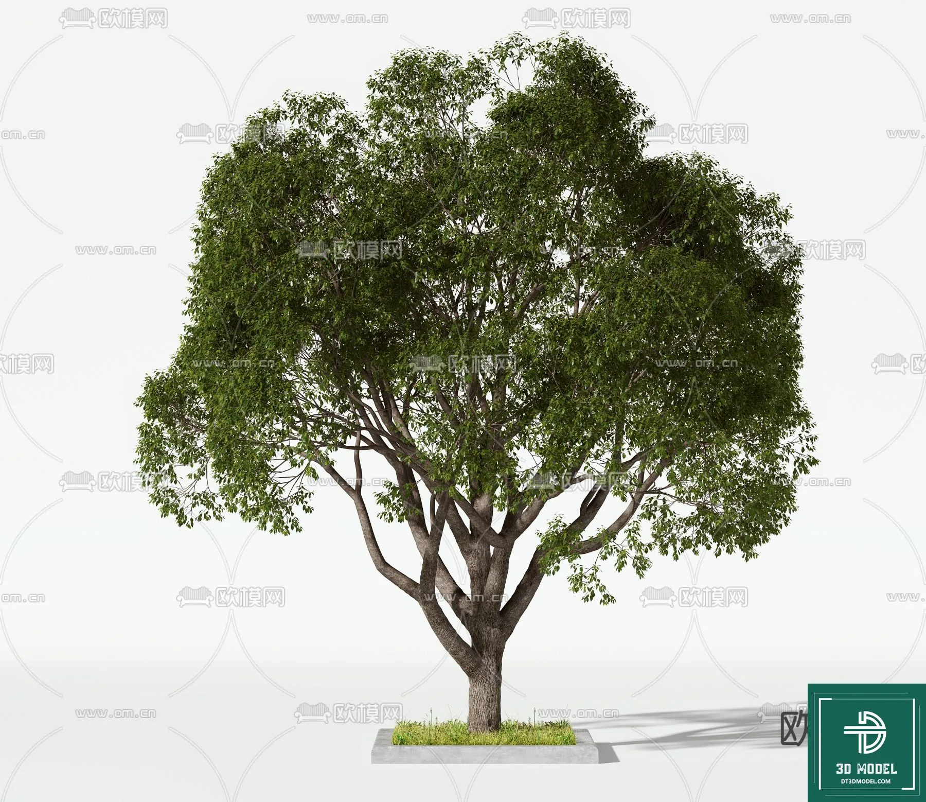 Tree 3D Models – Exterior and Architecture 3DS Max – 084