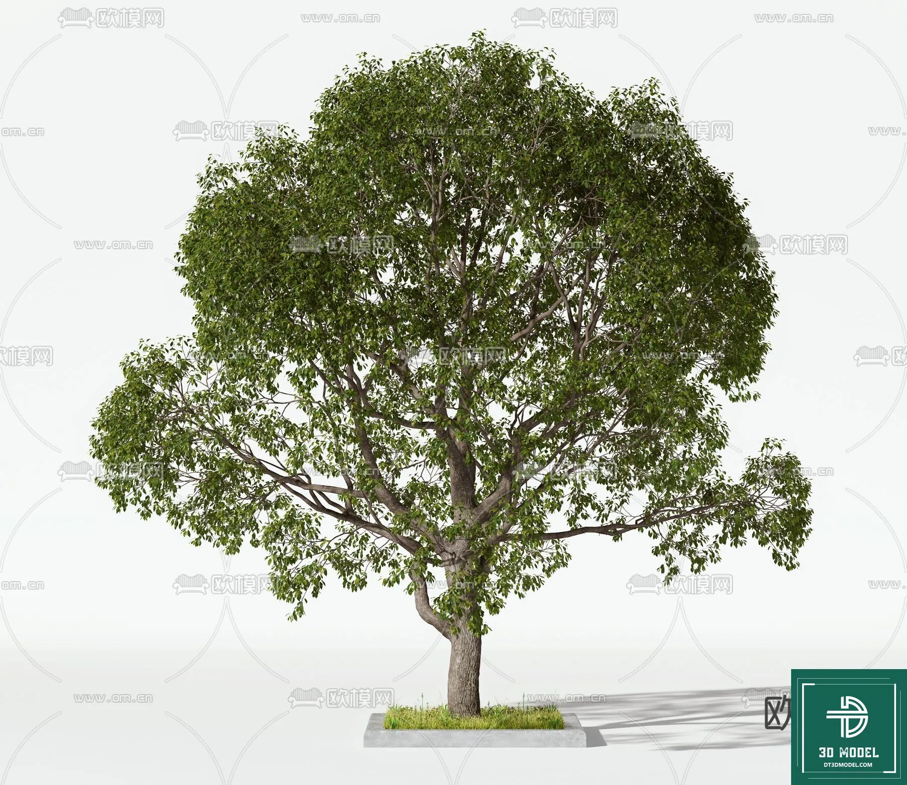 Tree 3D Models – Exterior and Architecture 3DS Max – 085