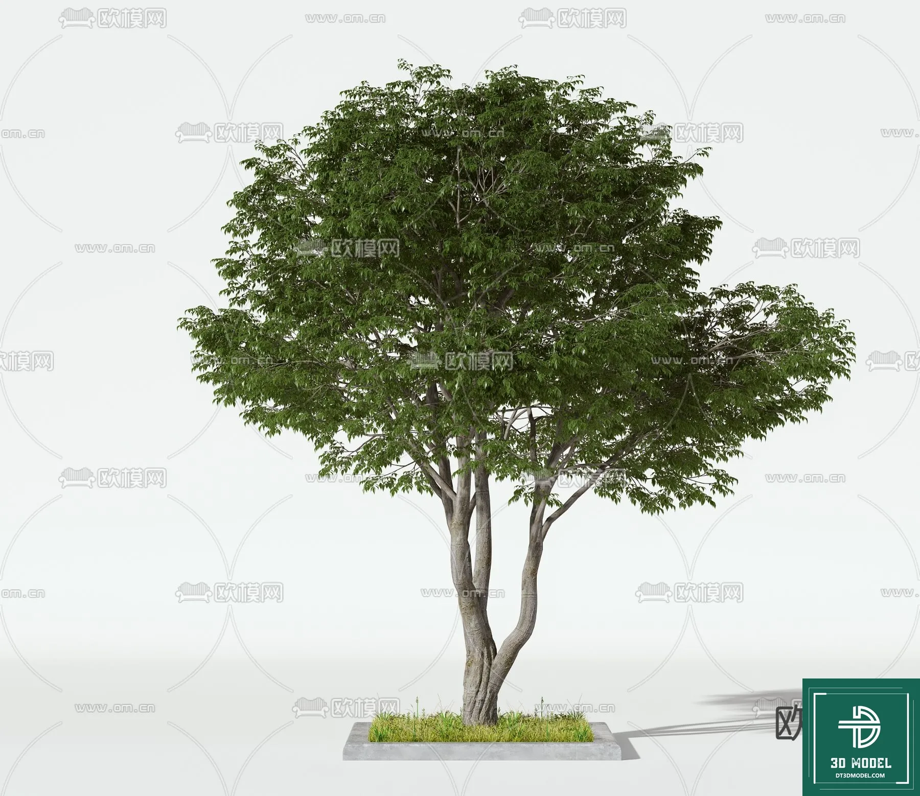 Tree 3D Models – Exterior and Architecture 3DS Max – 104