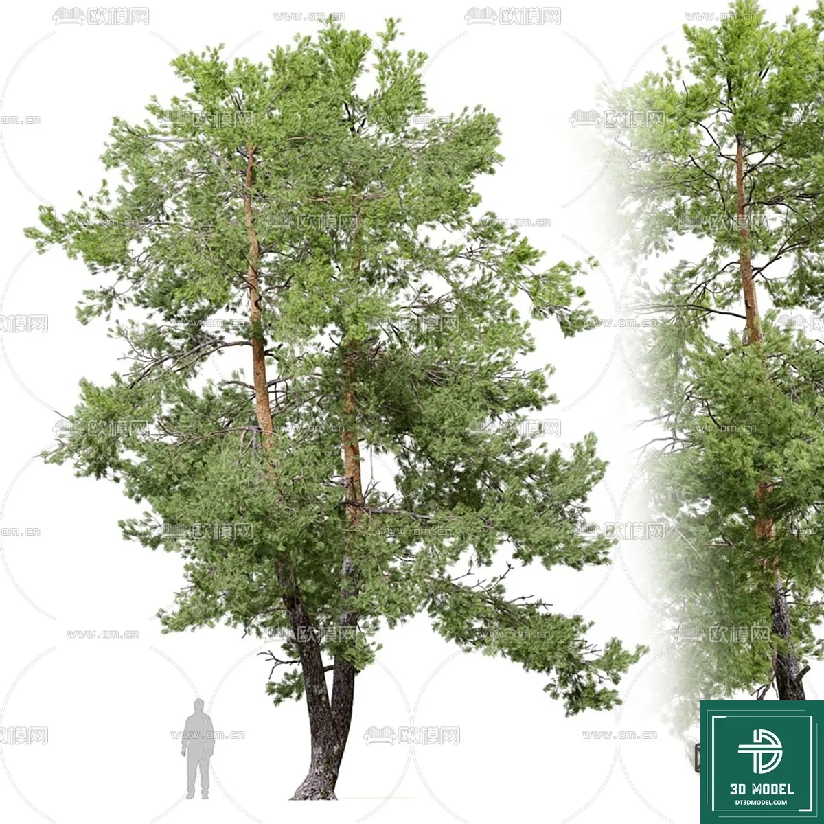 Tree 3D Models – Exterior and Architecture 3DS Max – 111