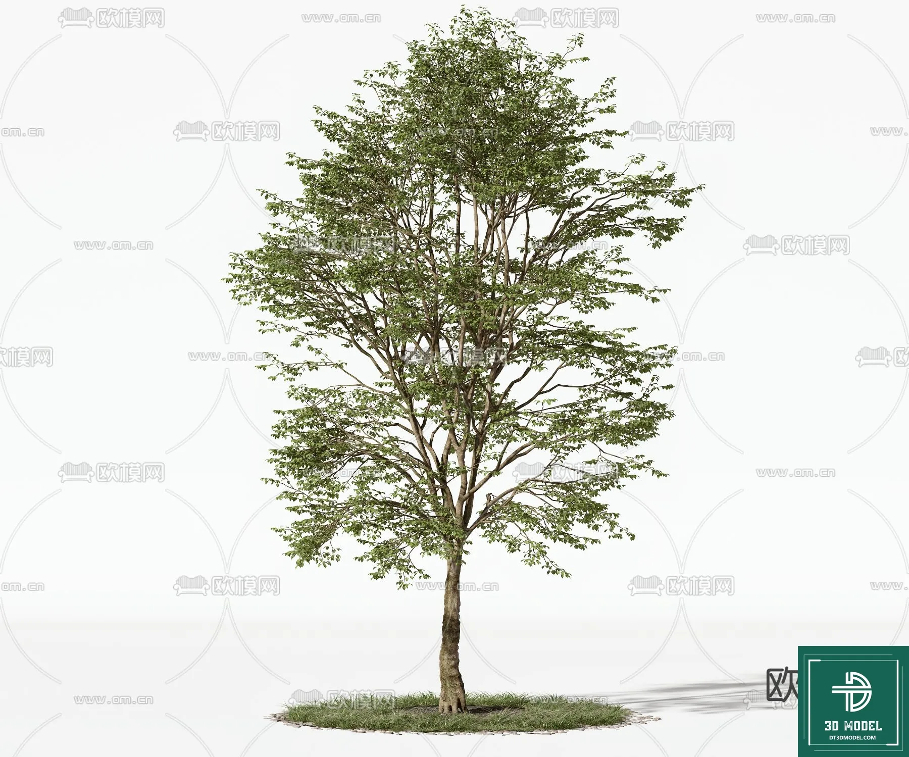 Tree 3D Models – Exterior and Architecture 3DS Max – 133