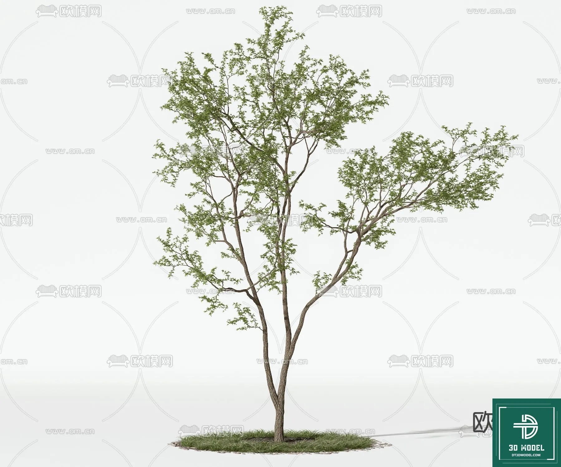 Tree 3D Models – Exterior and Architecture 3DS Max – 144