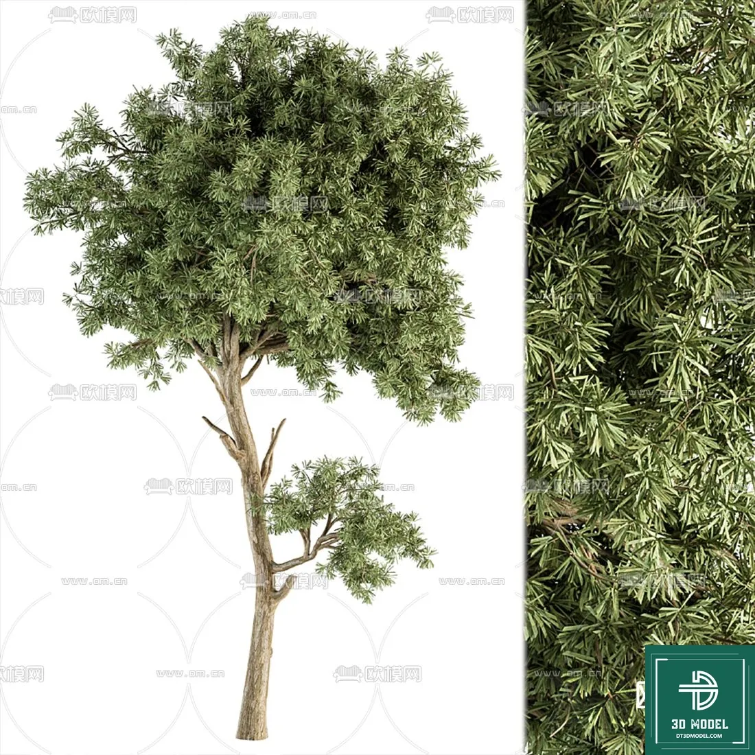 Tree 3D Models – Exterior and Architecture 3DS Max – 150