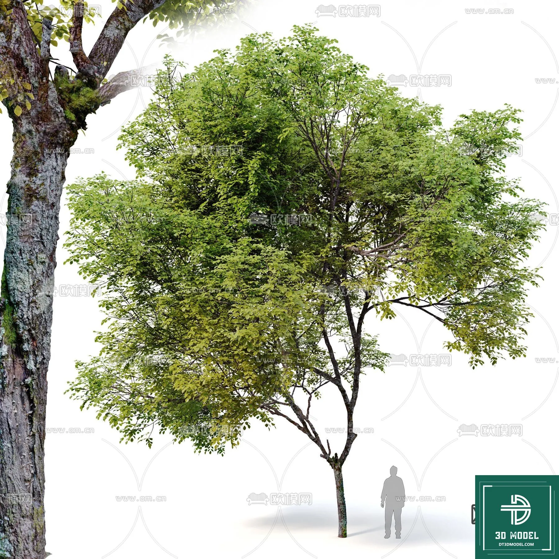 Tree 3D Models – Exterior and Architecture 3DS Max – 155