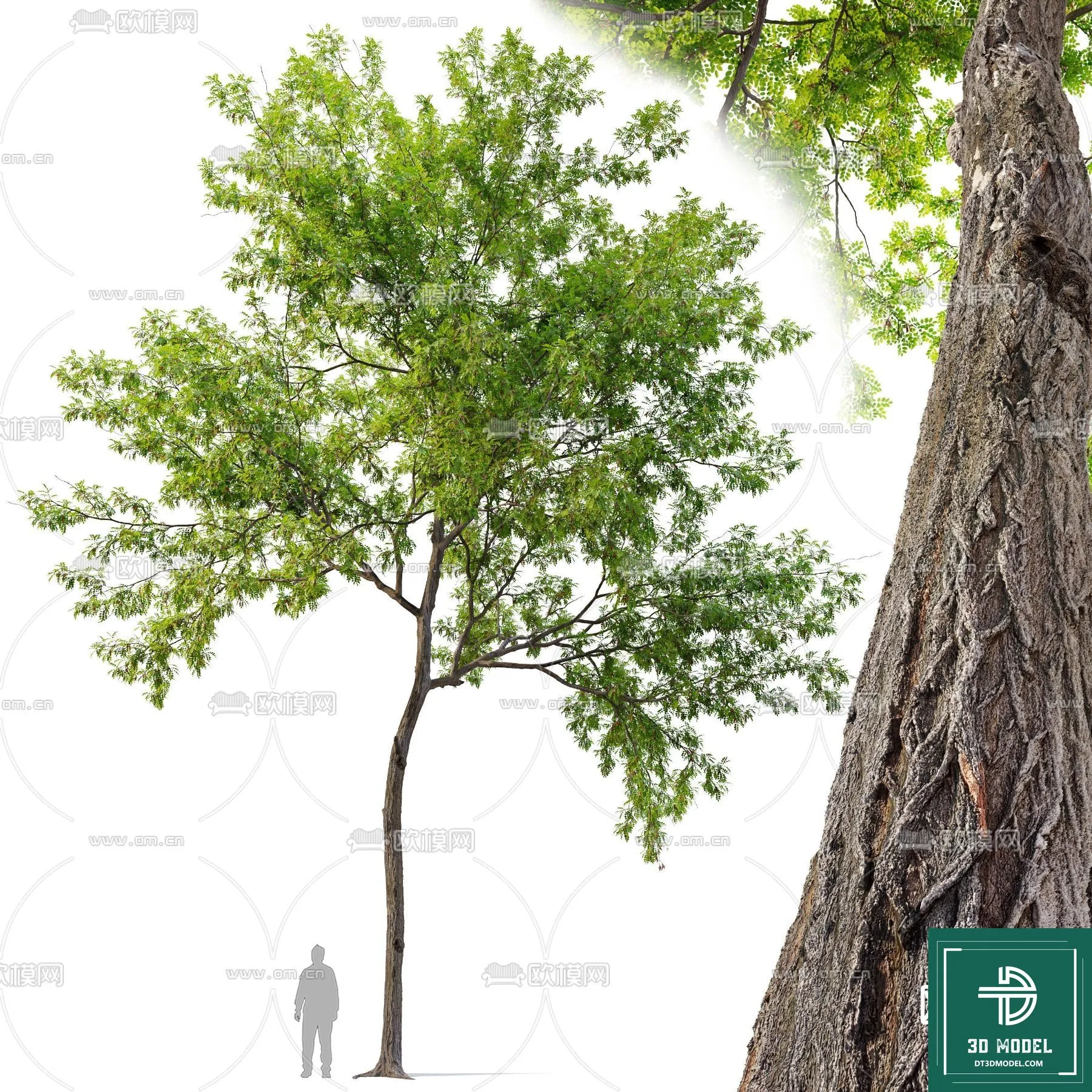 Tree 3D Models – Exterior and Architecture 3DS Max – 156