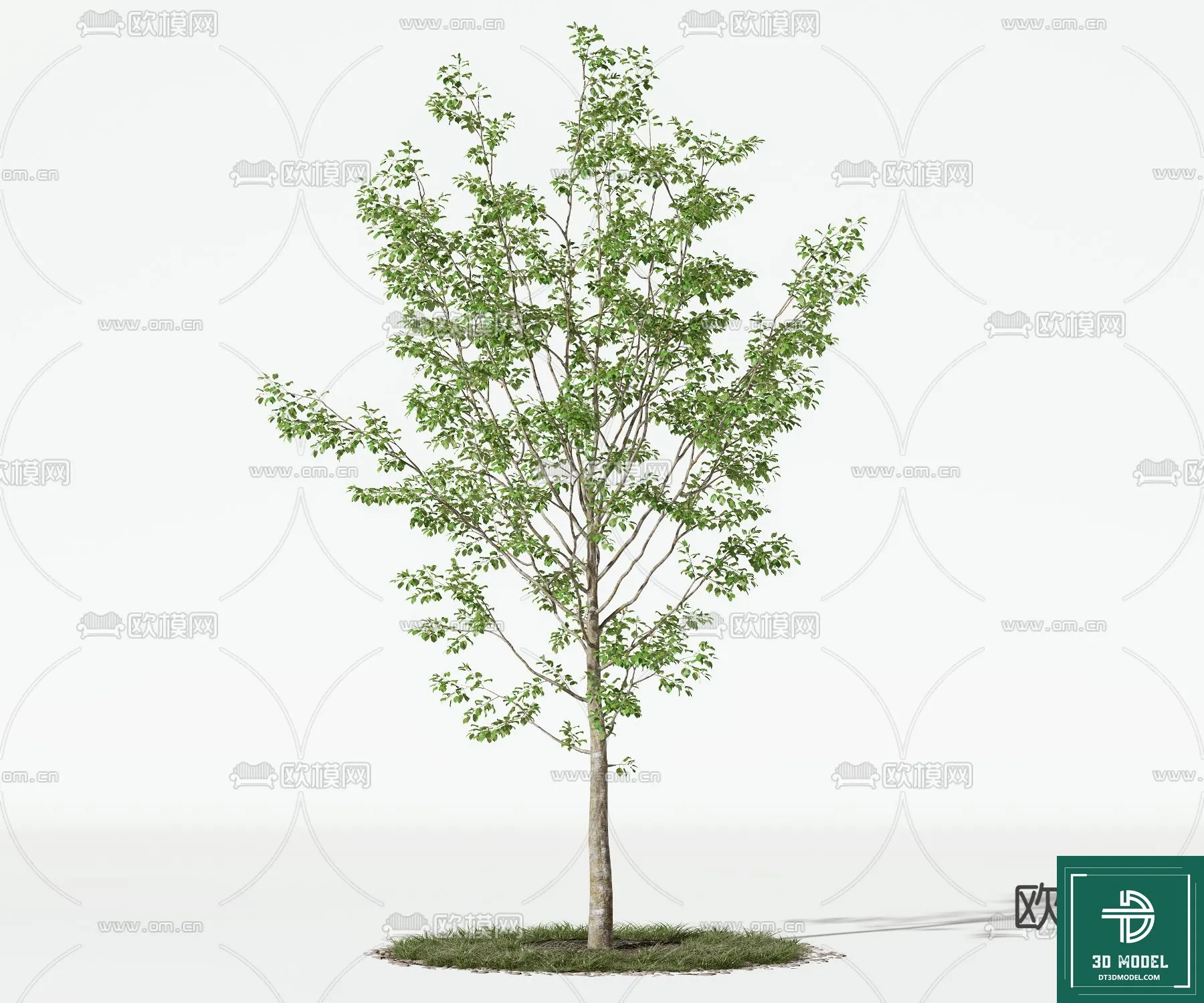 Tree 3D Models – Exterior and Architecture 3DS Max – 219