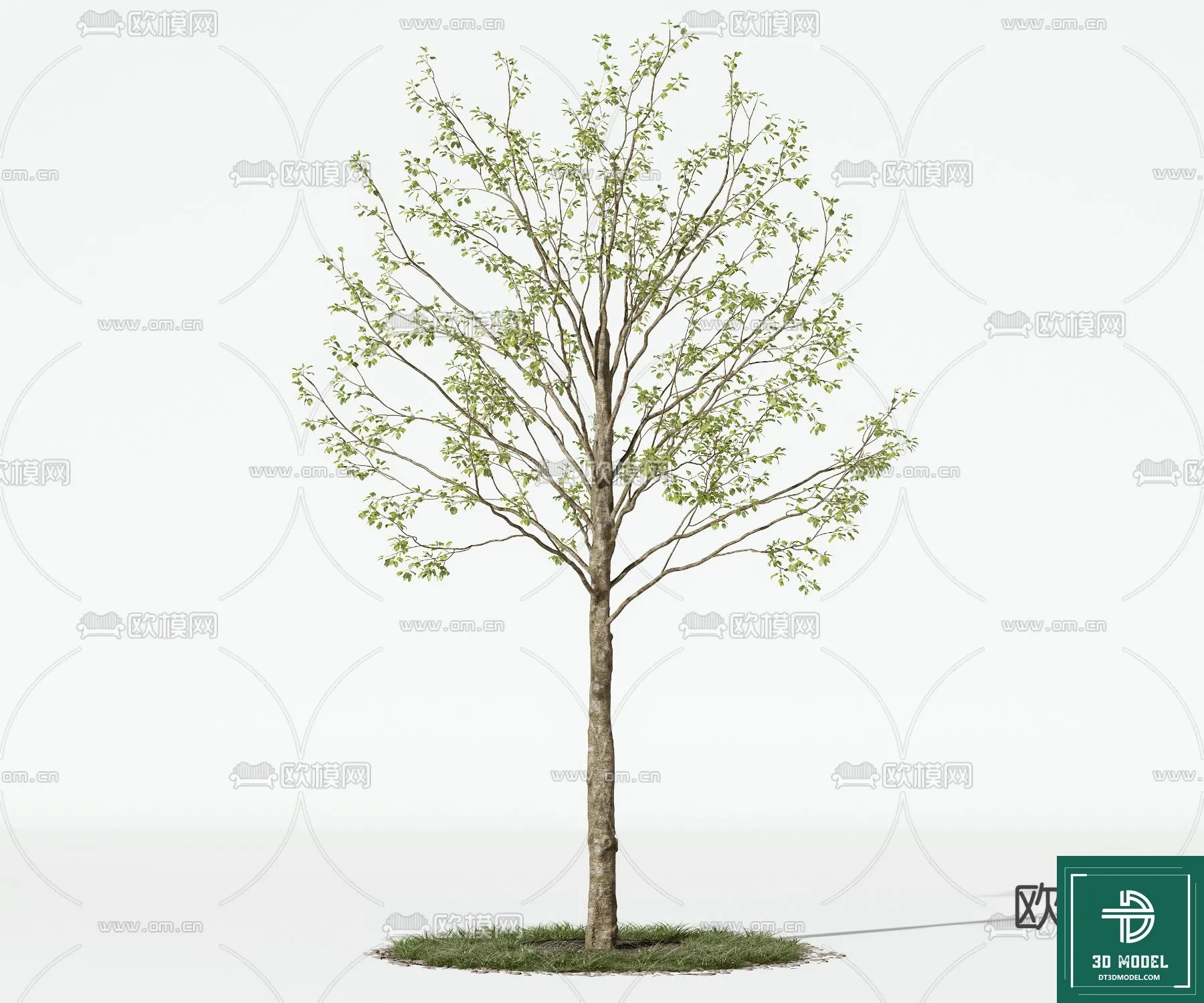 Tree 3D Models – Exterior and Architecture 3DS Max – 220