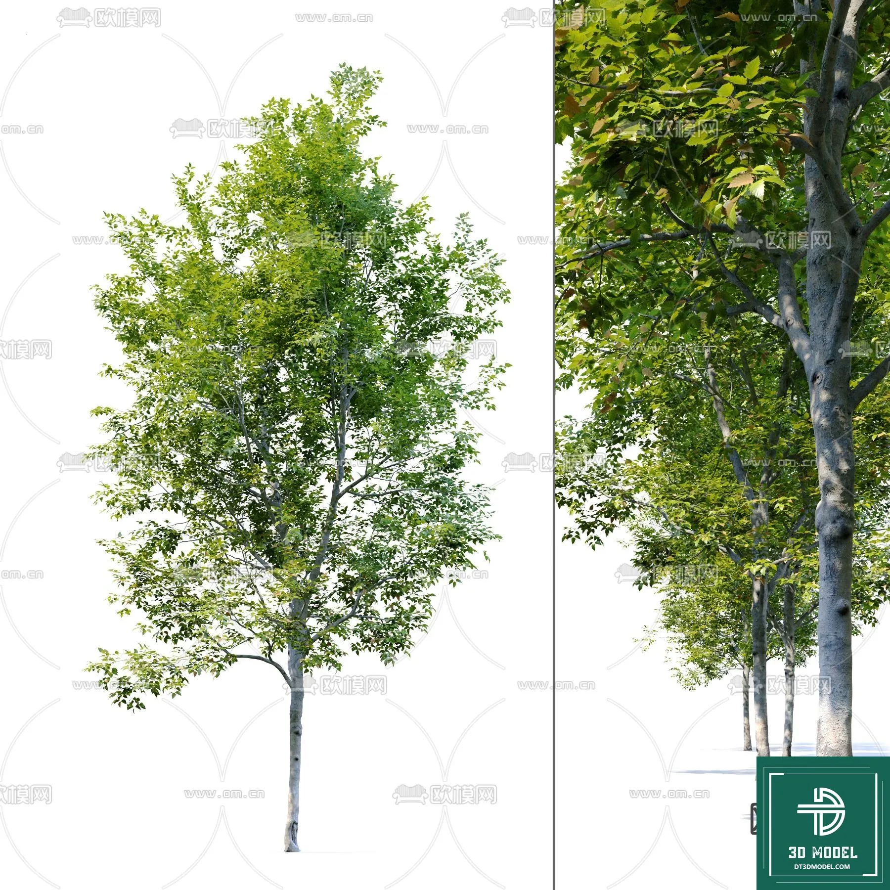 Tree 3D Models – Exterior and Architecture 3DS Max – 227