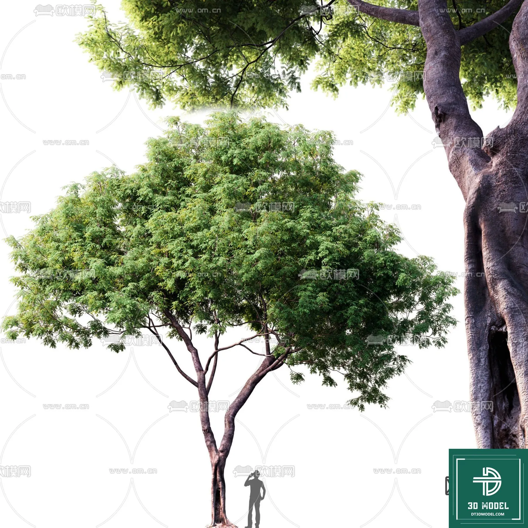 Tree 3D Models – Exterior and Architecture 3DS Max – 234