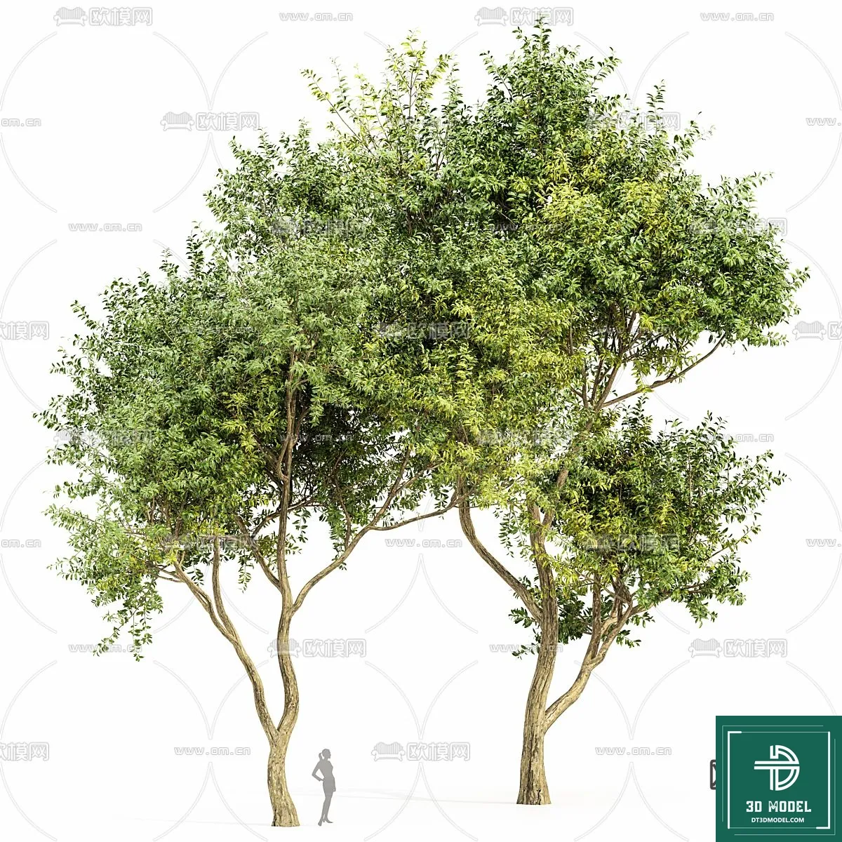 Tree 3D Models – Exterior and Architecture 3DS Max – 244