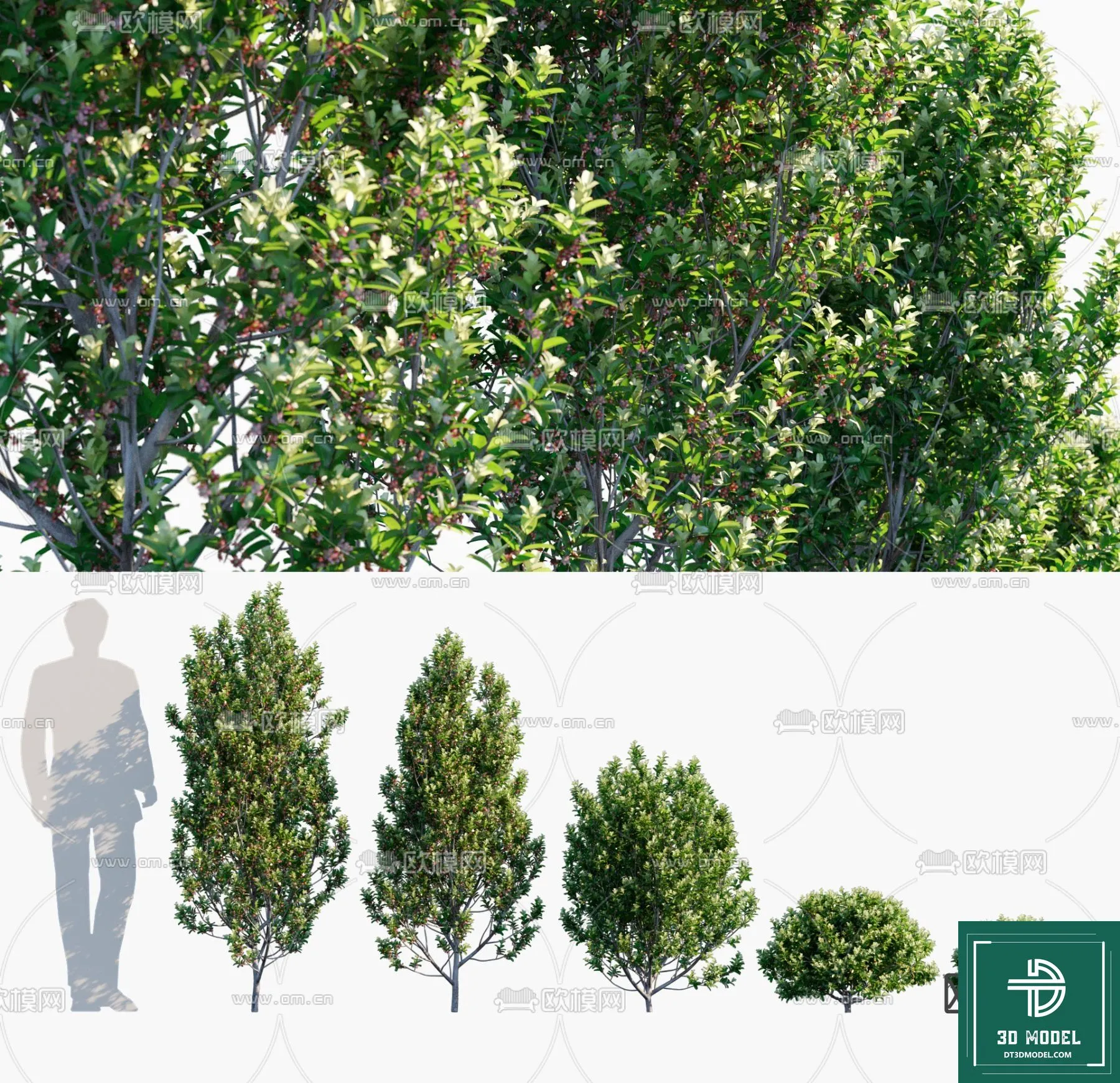 Tree 3D Models – Exterior and Architecture 3DS Max – 249