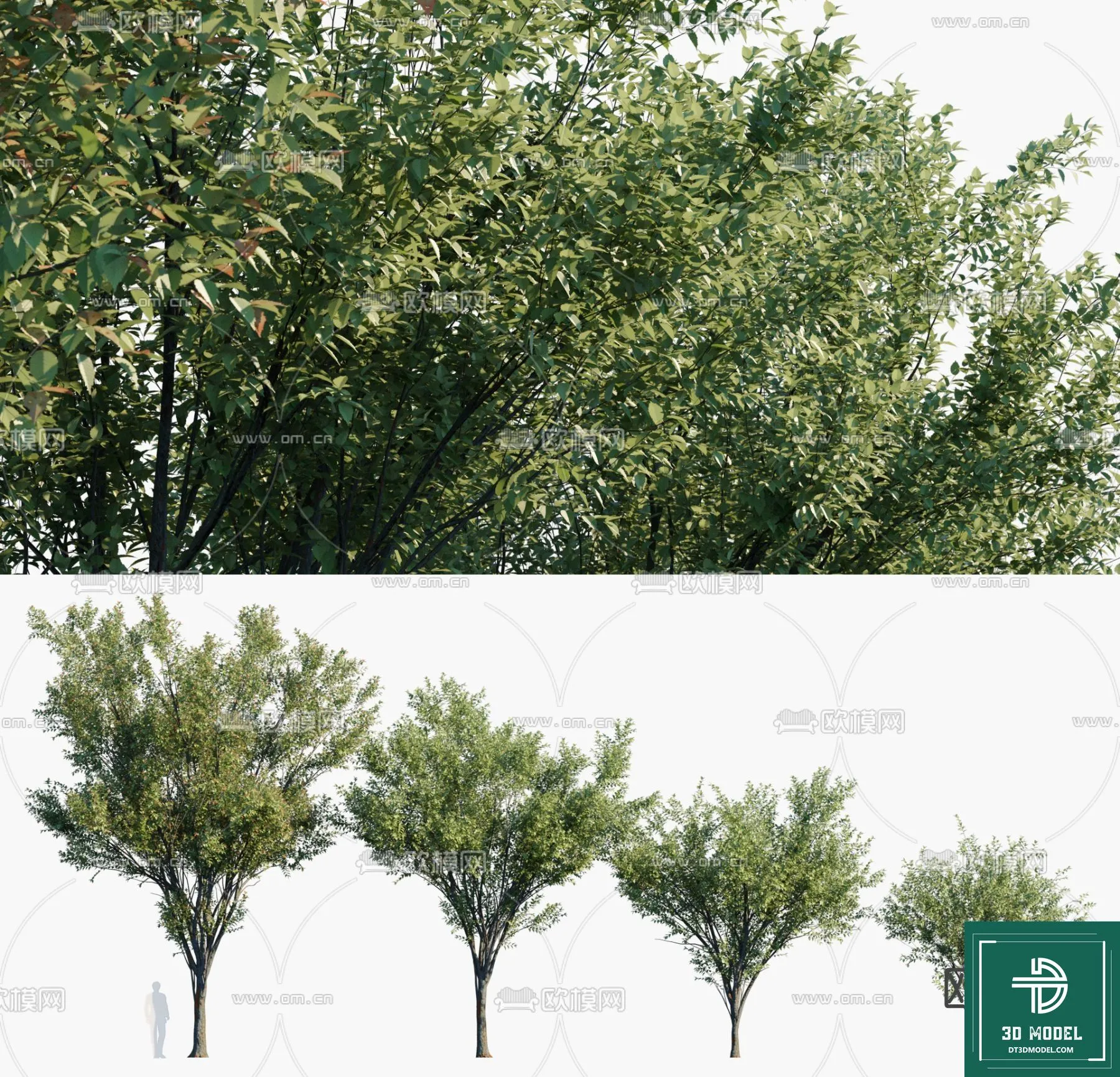 Tree 3D Models – Exterior and Architecture 3DS Max – 275