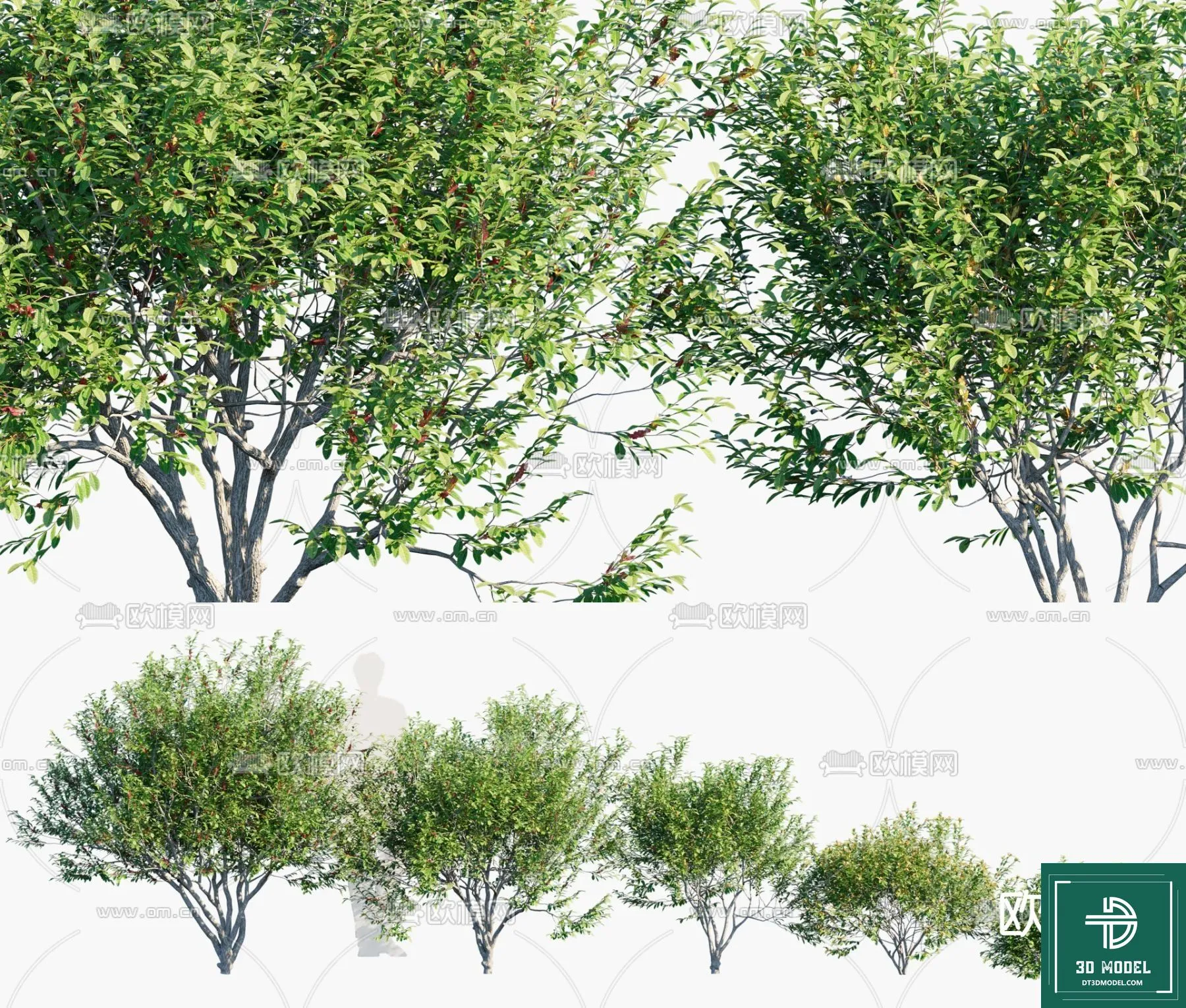 Tree 3D Models – Exterior and Architecture 3DS Max – 285