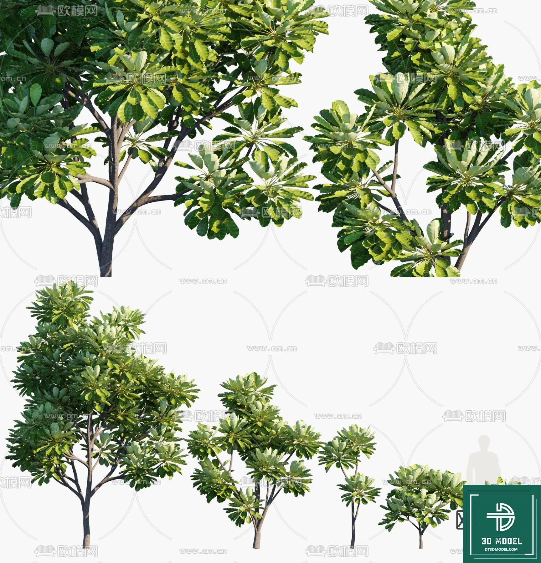 Tree 3D Models – Exterior and Architecture 3DS Max – 289